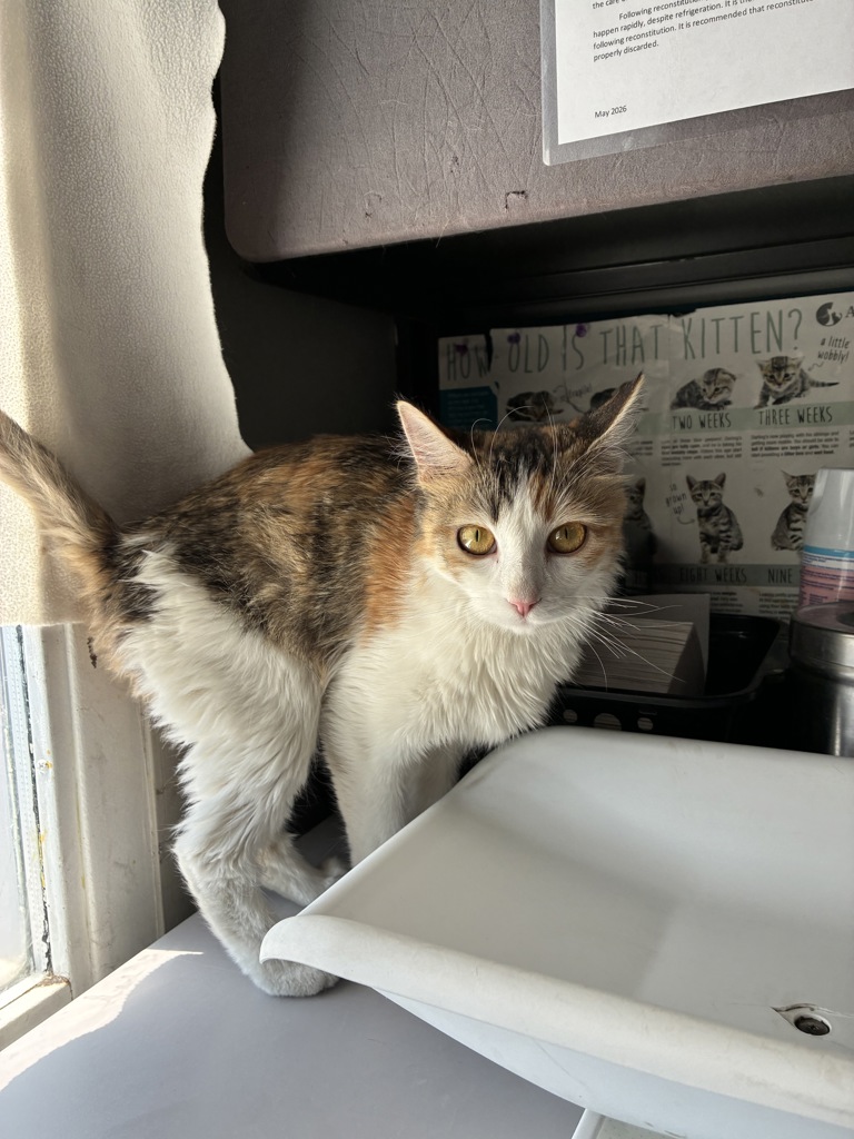 Shelter Stray Female Cat last seen Near E 3900 Street S, MILLCREEK, UT, 84107, 511 W 3900 S, Salt Lake City, UT 84123, USA