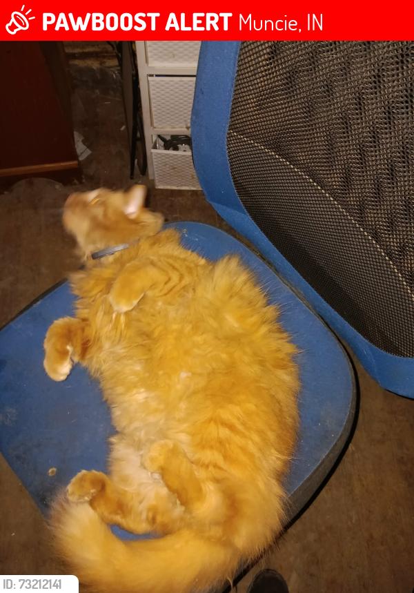 Lost Male Cat last seen Walnut and Centennial, Muncie, IN 47303