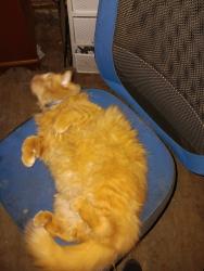 Lost Male Cat last seen Walnut and Centennial, Muncie, IN 47303