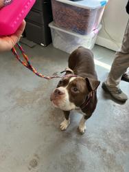 Shelter Stray Male Dog last seen Near S Redwood Road, SALT LAKE CITY, UT, 84104, 511 W 3900 S, Salt Lake City, UT 84123, USA