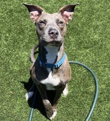 Shelter Stray Female Dog last seen Near N Mollison, El Cajon, CA, 92021, El Cajon, CA 92020, USA