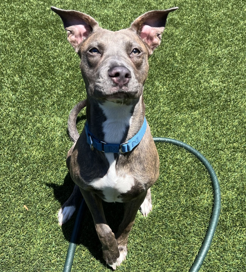 Shelter Stray Female Dog last seen Near N Mollison, El Cajon, CA, 92021, El Cajon, CA 92020, USA
