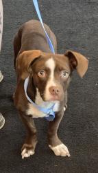 Shelter Stray Female Dog last seen Near Maplewood Court, LAKE ORION, MI, 48360, 1200 N Telegraph Building 42E, Pontiac, MI 48340, USA