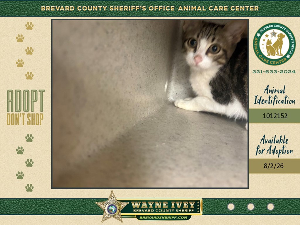Shelter Stray Female Cat last seen Near Grove, COCOA, FL, 32922, 5100 W Eau Gallie Blvd, Melbourne, FL 32934, USA
