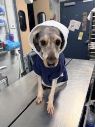 Shelter Stray Female Dog last seen 3rd Avenue, NEW YORK, NY, 10035, 326 E 110th St, New York, NY 10029, USA