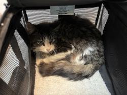 Shelter Stray Unknown Cat last seen W 100 Street, NEW YORK, NY, 10025, 326 E 110th St, New York, NY 10029, USA