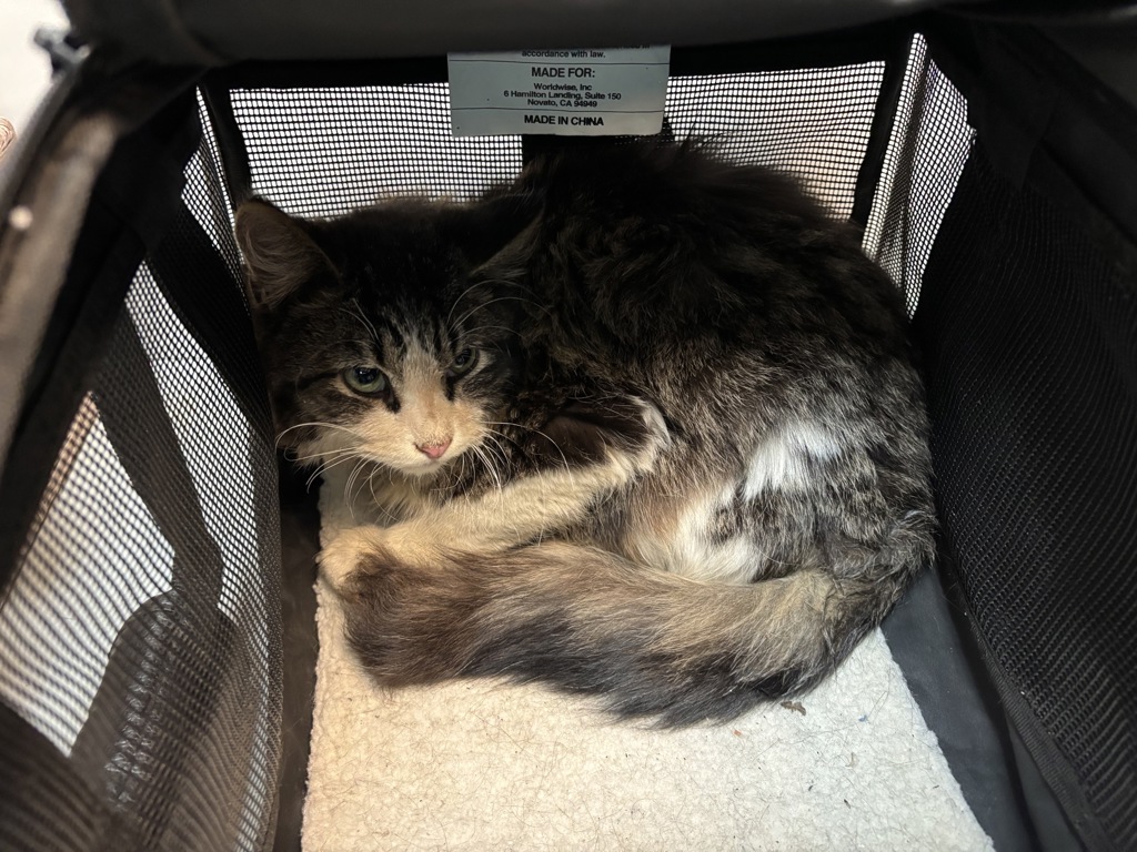 Shelter Stray Unknown Cat last seen W 100 Street, NEW YORK, NY, 10025, 326 E 110th St, New York, NY 10029, USA