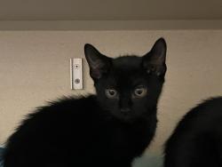 Shelter Stray Unknown Cat last seen Near 10th Avenue, NEW YORK, NY, 10001, 326 E 110th St, New York, NY 10029, USA