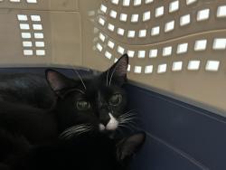 Shelter Stray Female Cat last seen Near 10th Avenue, NEW YORK, NY, 10001, 326 E 110th St, New York, NY 10029, USA