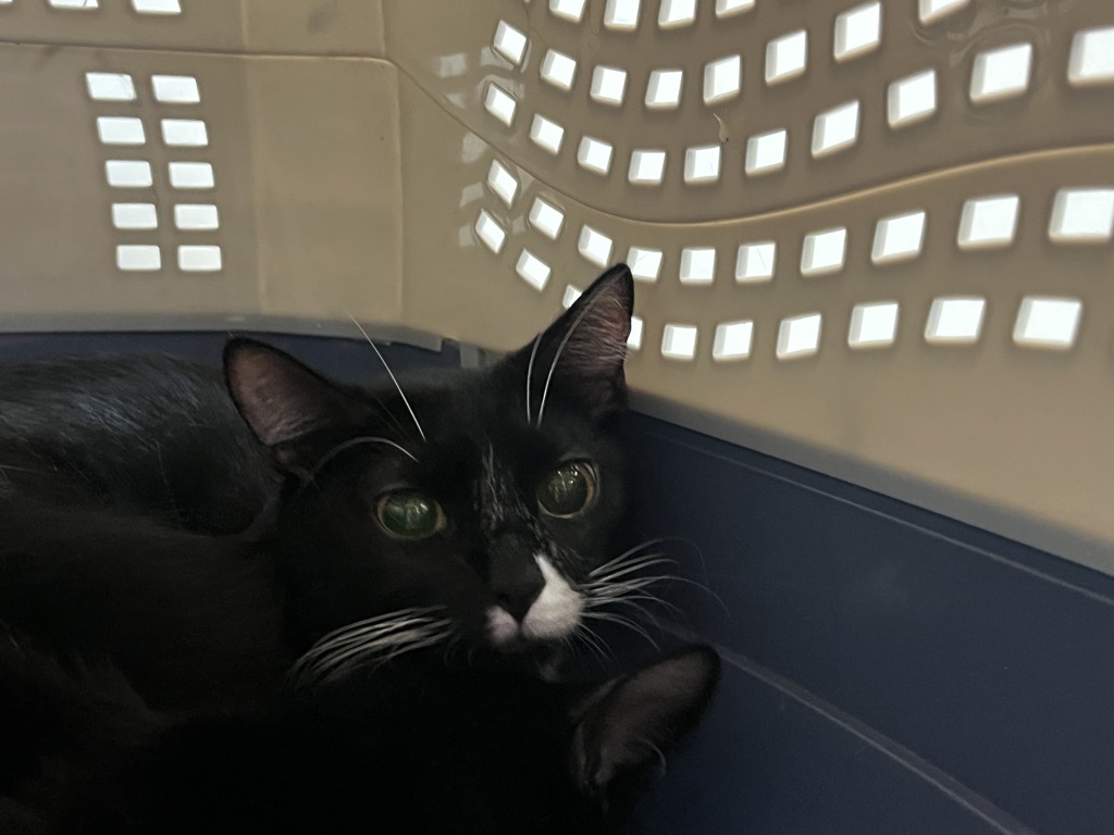 Shelter Stray Female Cat last seen Near 10th Avenue, NEW YORK, NY, 10001, 326 E 110th St, New York, NY 10029, USA
