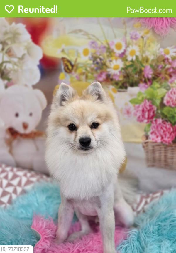 Reunited Male Dog last seen South ridge off Cherry st, Fontana, CA 92337