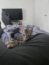 Lost Male Cat last seen Hidden springs dr or 76001, Arlington, TX 76001