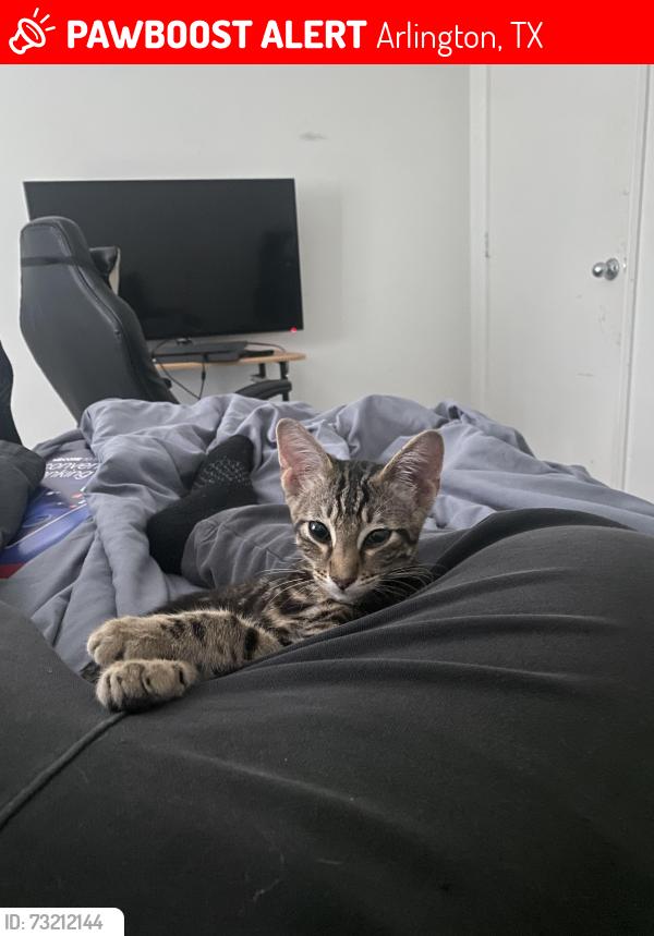 Lost Male Cat last seen Hidden springs dr or 76001, Arlington, TX 76001