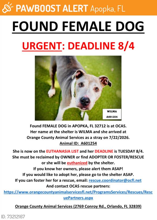 Found/Stray Female Dog last seen APOPKA, FL 32712, Apopka, FL 32712