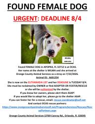 Found/Stray Female Dog last seen APOPKA, FL 32712, Apopka, FL 32712