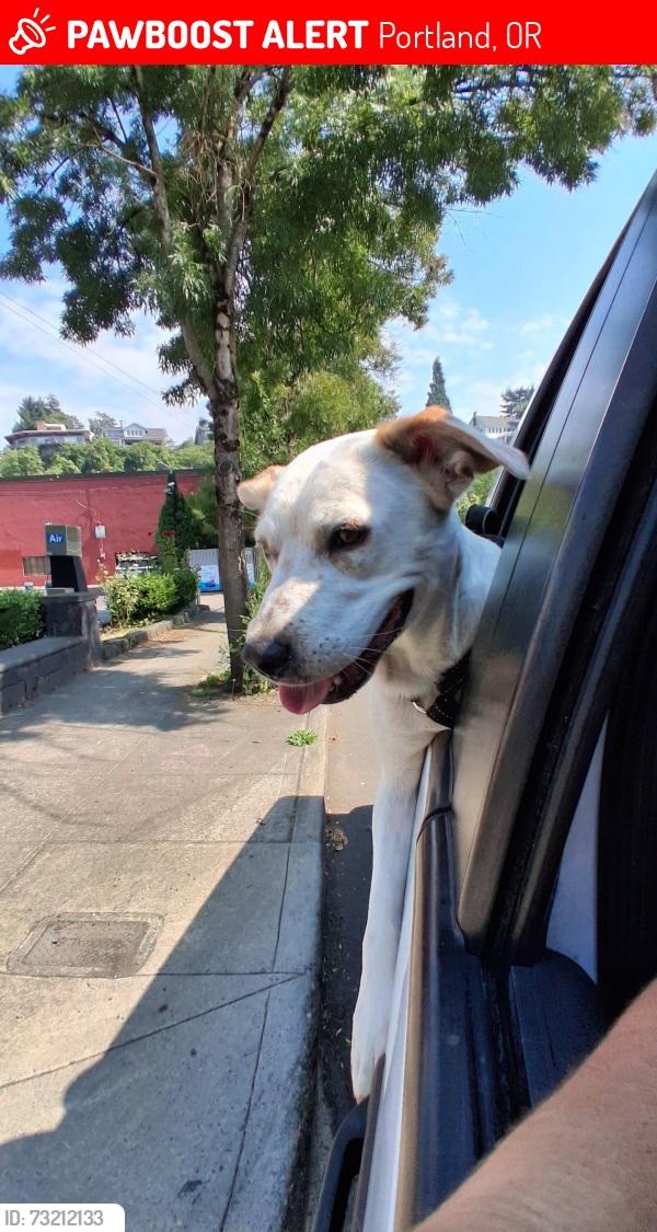 Lost Female Dog last seen Clackamas Service Center, Portland, OR 97206