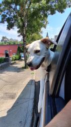 Lost Female Dog last seen Clackamas Service Center, Portland, OR 97206