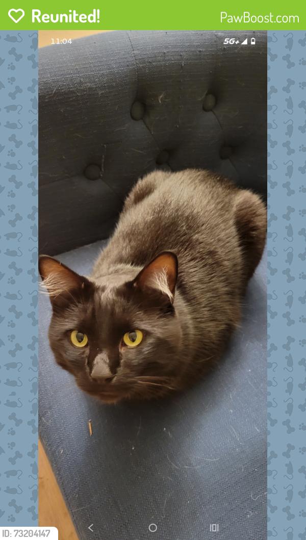 Reunited Male Cat last seen 7th Ave SE and Quince St SE, Olympia, WA 98501