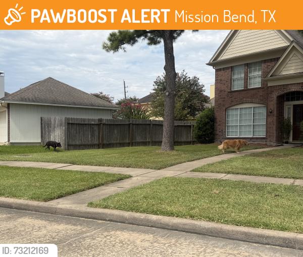 Found/Stray Unknown Dog last seen Bissonet hwy 6, Mission Bend, TX 77083