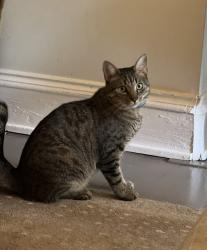 Lost Male Cat last seen Fairview and Oakdale Rd, near Paideia School, Atlanta, GA 30306