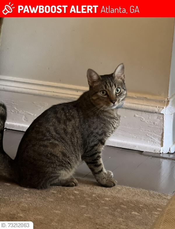 Lost Male Cat last seen Fairview and Oakdale Rd, near Paideia School, Atlanta, GA 30306
