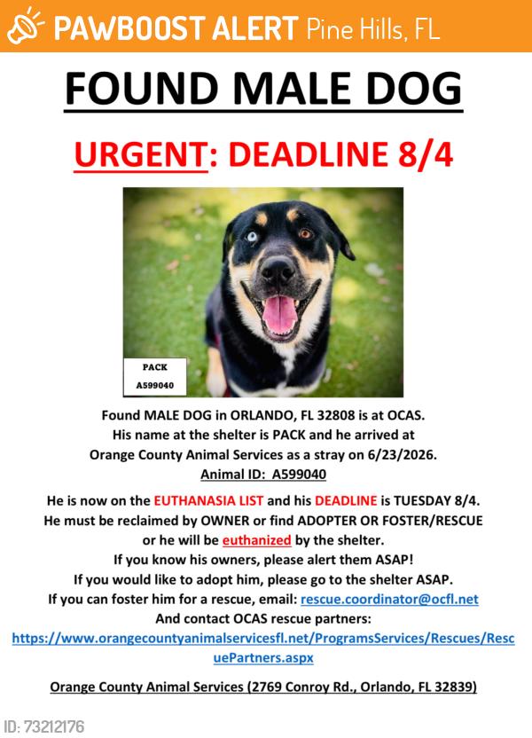 Found/Stray Male Dog last seen ORLANDO, FL 32808, Pine Hills, FL 32808
