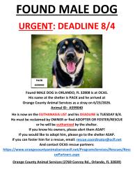 Found/Stray Male Dog last seen ORLANDO, FL 32808, Pine Hills, FL 32808