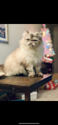 Reunited Male Cat last seen Forestwood Dr and w 44th st, Parma, OH 44134