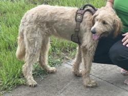 Found/Stray Unknown Dog last seen Lake Nellie Rd, Lake County, FL 34714