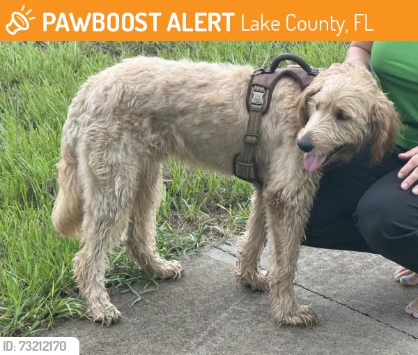Found/Stray Unknown Dog last seen Lake Nellie Rd, Lake County, FL 34714