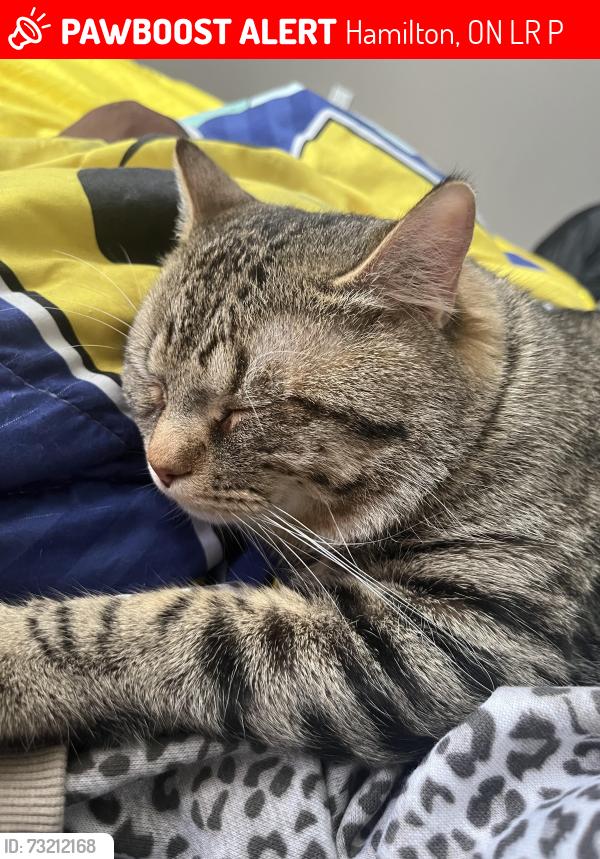 Lost Male Cat last seen Periwinkle Drive, Hamilton, ON L0R 1P0