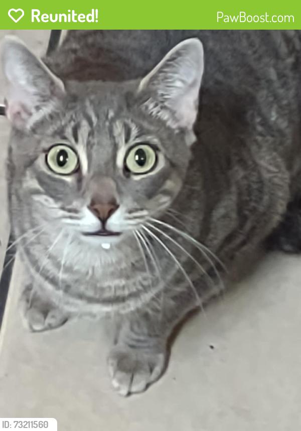 Reunited Female Cat last seen Near E Chestnut St, Lancaster, PA 17602, USA, Lancaster, PA 17602