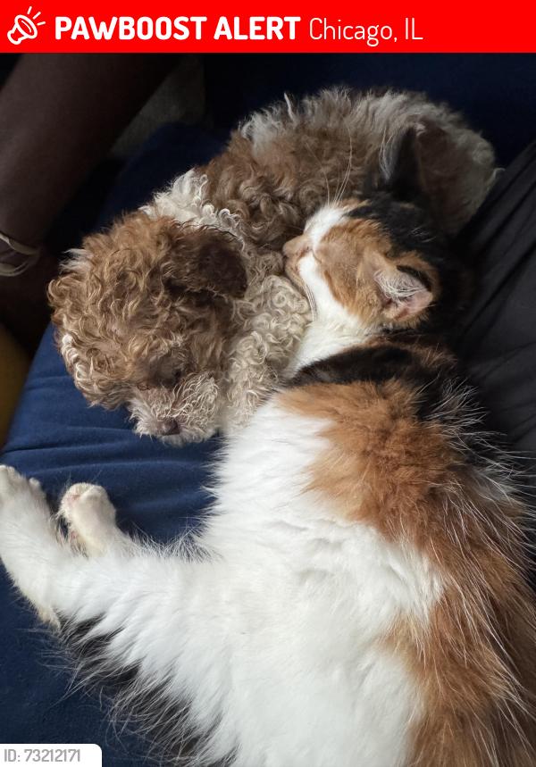 Lost Male Dog last seen Campbell, Chicago, IL 60622