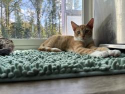 Reunited Male Cat last seen Subdivision off of Crystal Springsu, Fayetteville, NC 28306