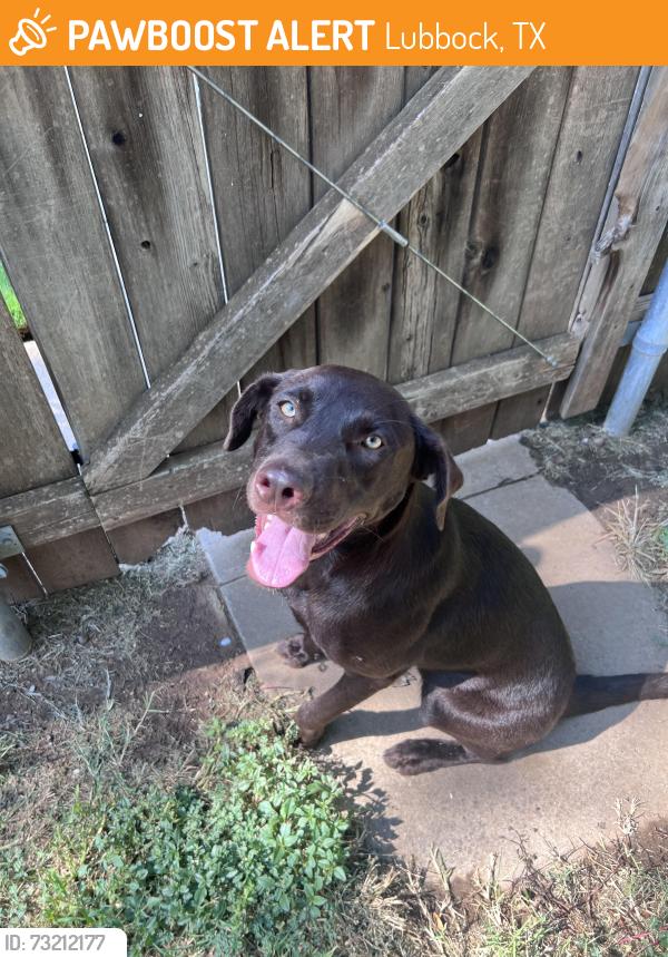 Found/Stray Female Dog last seen 65th, Lubbock, TX 79424