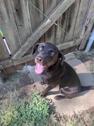 Found/Stray Female Dog last seen 65th, Lubbock, TX 79424