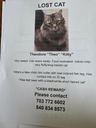 Lost Male Cat last seen Bluebird, Spotsylvania Courthouse, VA 22553