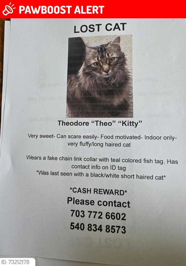Lost Male Cat last seen Bluebird, Spotsylvania Courthouse, VA 22553