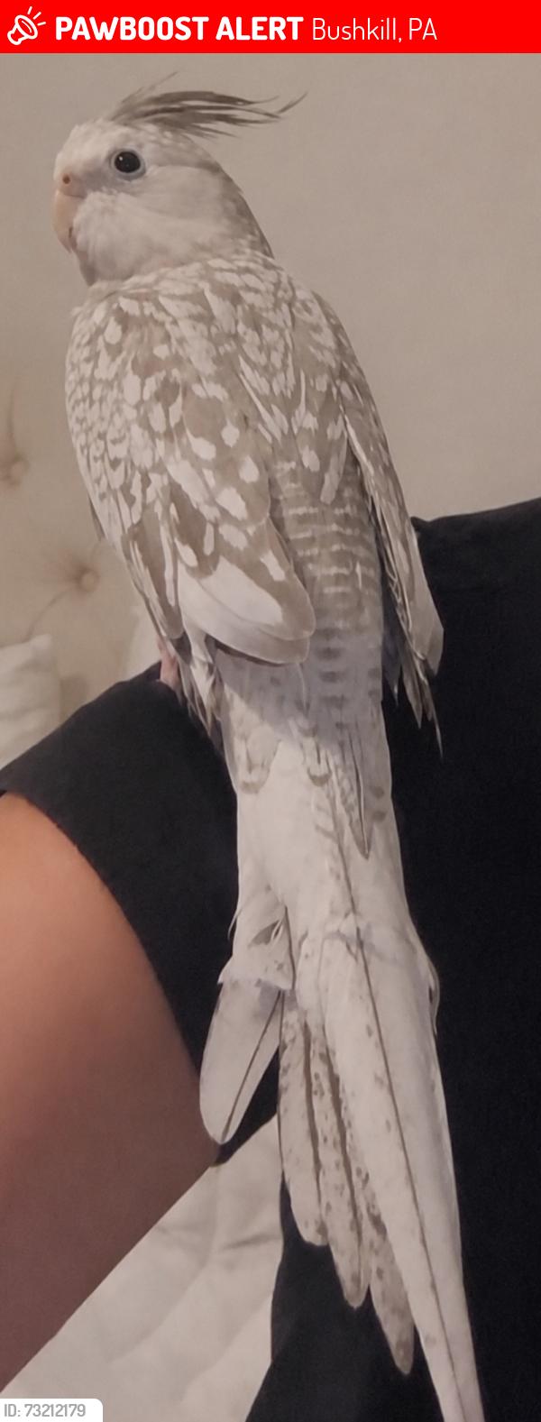 Lost Female Bird last seen W Suger mt rd and E Suger Mt rd, Bushkill, PA 18302