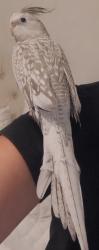 Lost Female Bird last seen W Suger mt rd and E Suger Mt rd, Bushkill, PA 18302