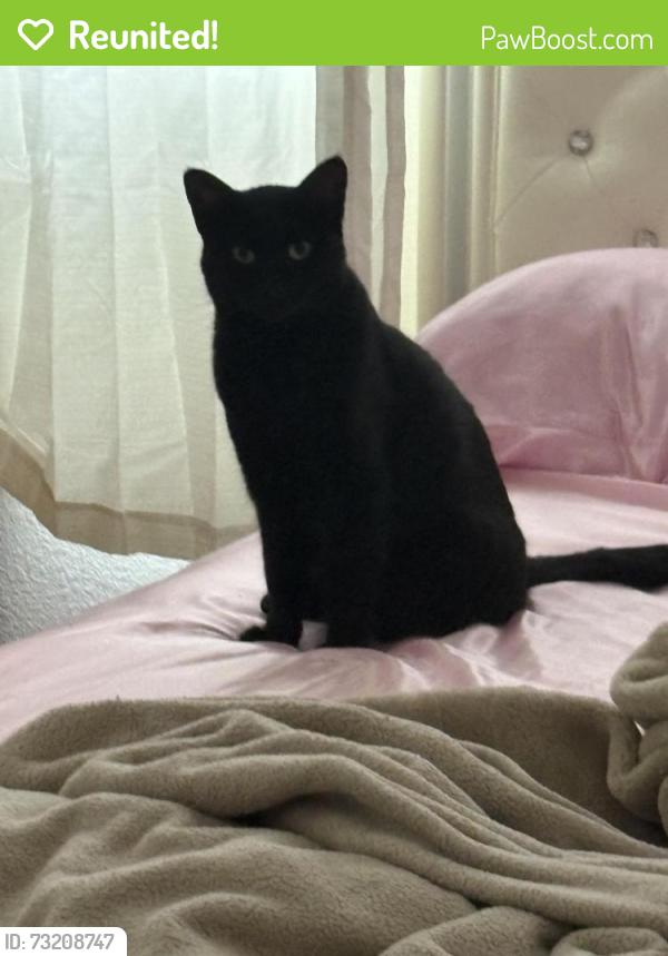 Reunited Female Cat last seen Near carico way and surrounding areas, Elk Grove, CA 95757