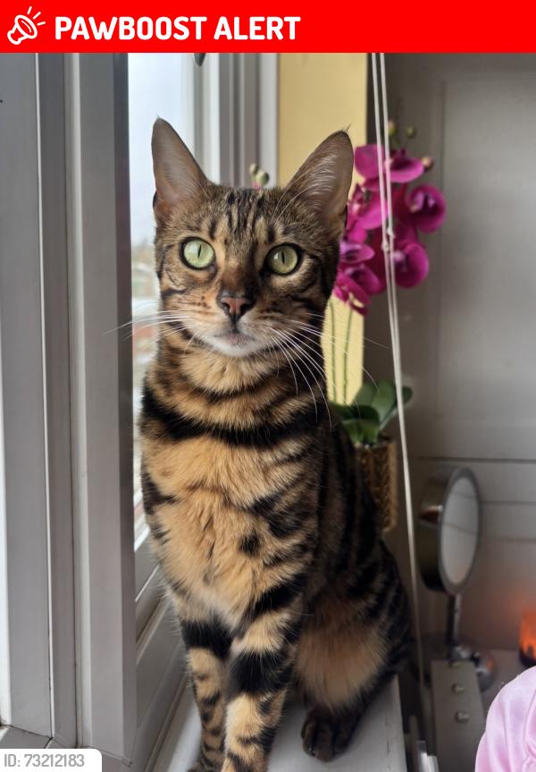 Lost Female Cat last seen Church Road Allotments, Greater London, England 