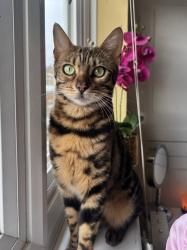 Lost Female Cat last seen Church Road Allotments, Greater London, England 