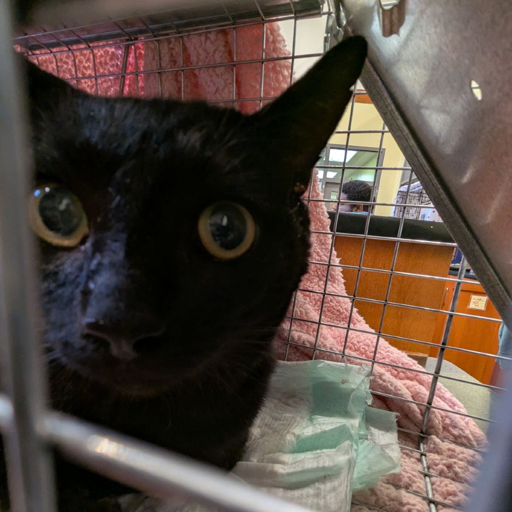 Shelter Stray Male Cat last seen , 1211 Old Graves Mill Rd, Lynchburg, VA 24502, USA