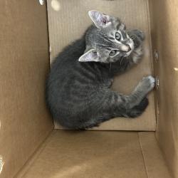 Shelter Stray Male Cat last seen , Animal Care & Control Team of Philly, 111 W Hunting Park Ave, Philadelphia, PA 19140, USA