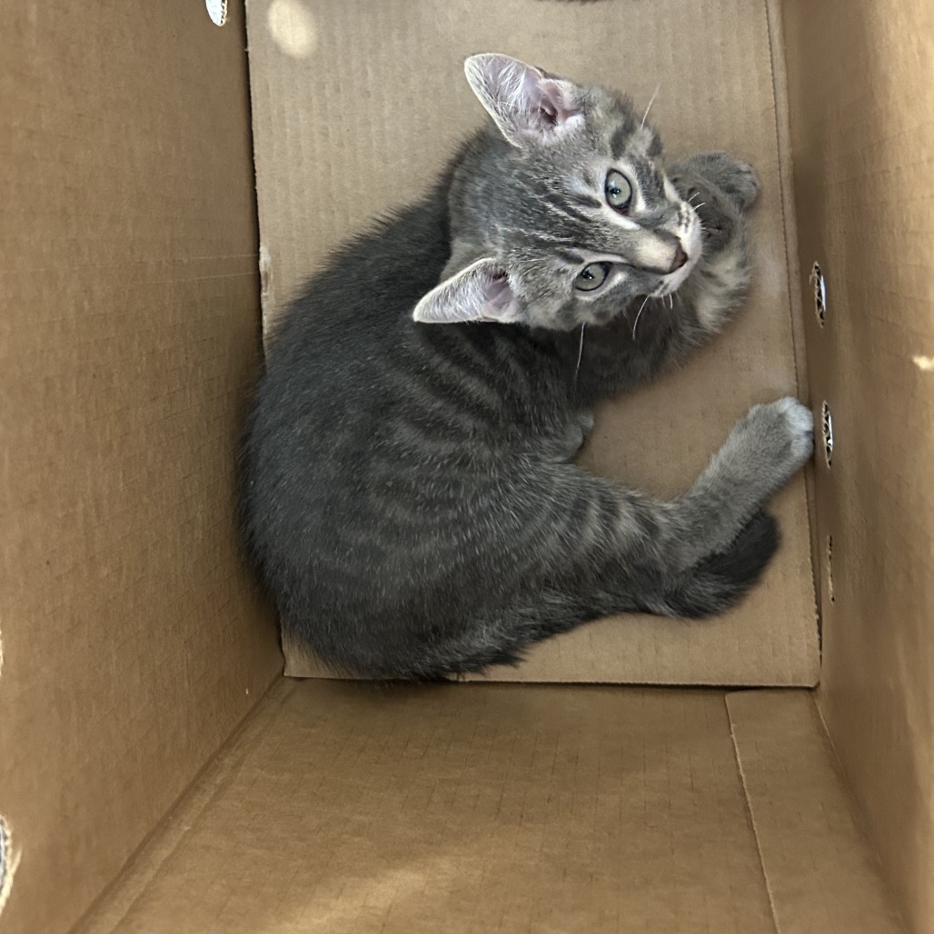 Shelter Stray Male Cat last seen , Animal Care & Control Team of Philly, 111 W Hunting Park Ave, Philadelphia, PA 19140, USA