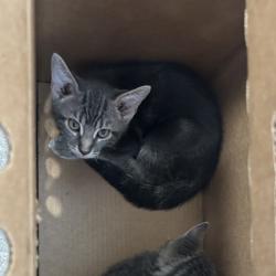 Shelter Stray Female Cat last seen , Animal Care & Control Team of Philly, 111 W Hunting Park Ave, Philadelphia, PA 19140, USA