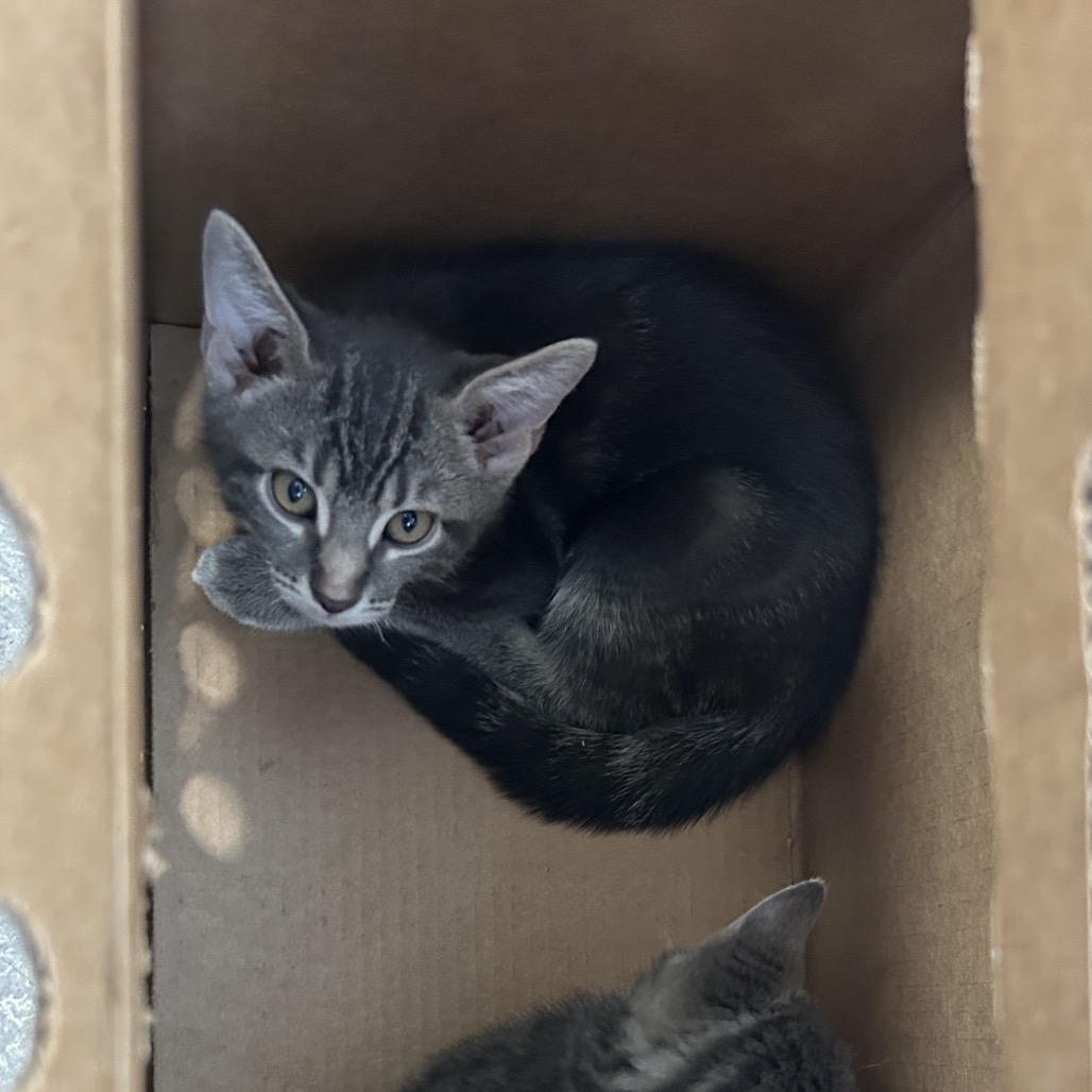 Shelter Stray Female Cat last seen , Animal Care & Control Team of Philly, 111 W Hunting Park Ave, Philadelphia, PA 19140, USA