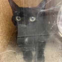 Shelter Stray Unknown Cat last seen , Animal Care & Control Team of Philly, 111 W Hunting Park Ave, Philadelphia, PA 19140, USA