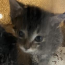 Shelter Stray Female Cat last seen , Animal Care & Control Team of Philly, 111 W Hunting Park Ave, Philadelphia, PA 19140, USA